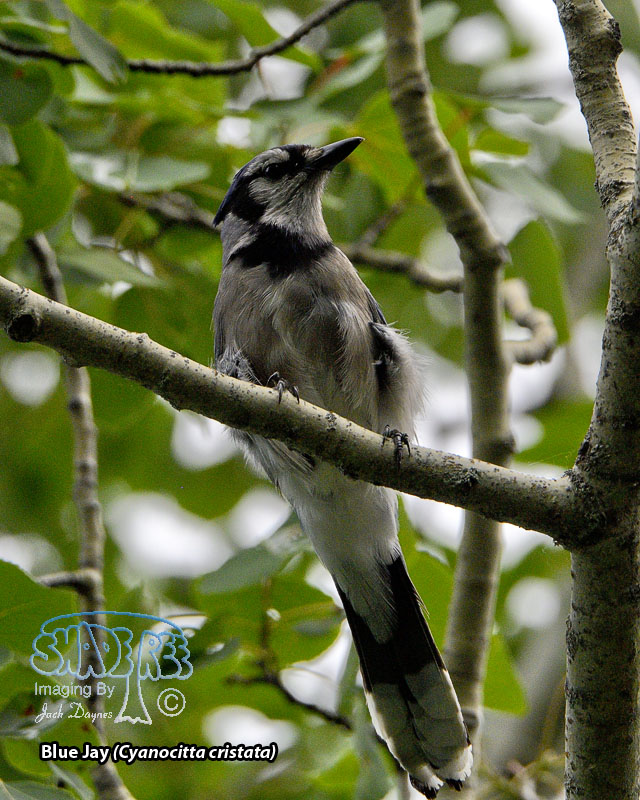 Blue Jay - Cyanocitta cristata