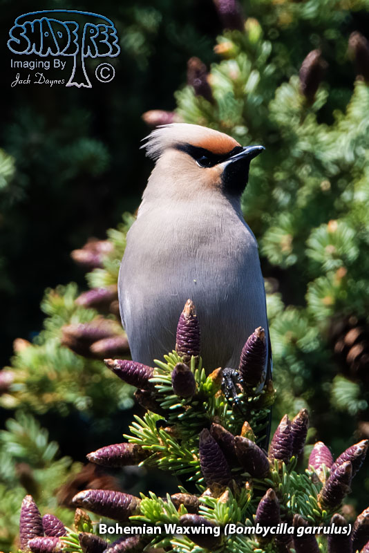Bohemian Waxwing - Bombycilla garrulus