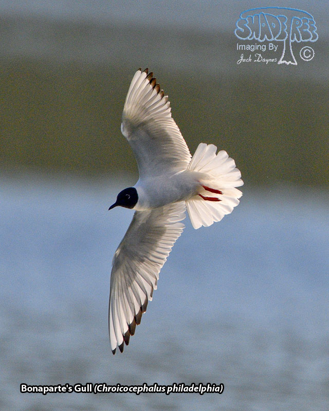 Bonaparte's Gull - Chroicocephalus philadelphia