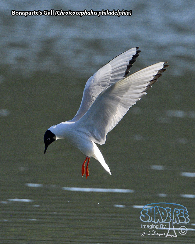 Bonaparte's Gull - Chroicocephalus philadelphia