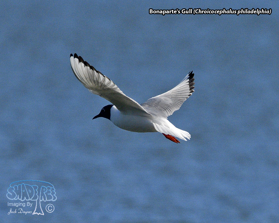 Bonaparte's Gull - Chroicocephalus philadelphia