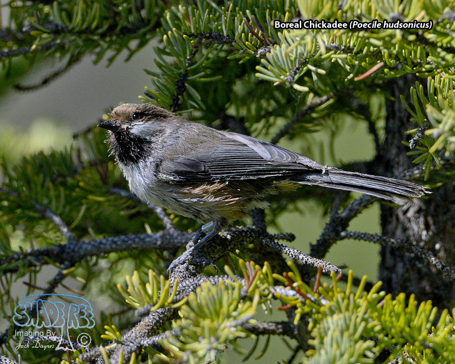 Boreal Chickadee - Poecile hudsonicus