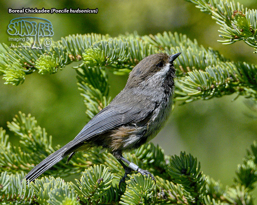 Boreal Chickadee - Poecile hudsonicus