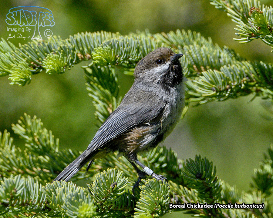 Boreal Chickadee - Poecile hudsonicus