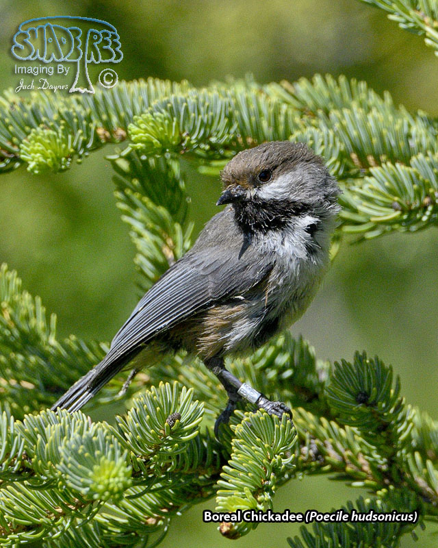 Boreal Chickadee - Poecile hudsonicus