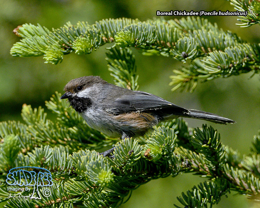 Boreal Chickadee - Poecile hudsonicus