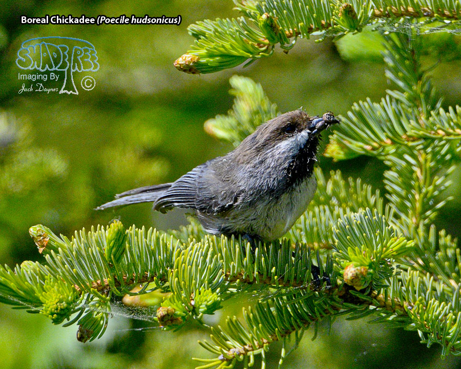 Boreal Chickadee - Poecile hudsonicus