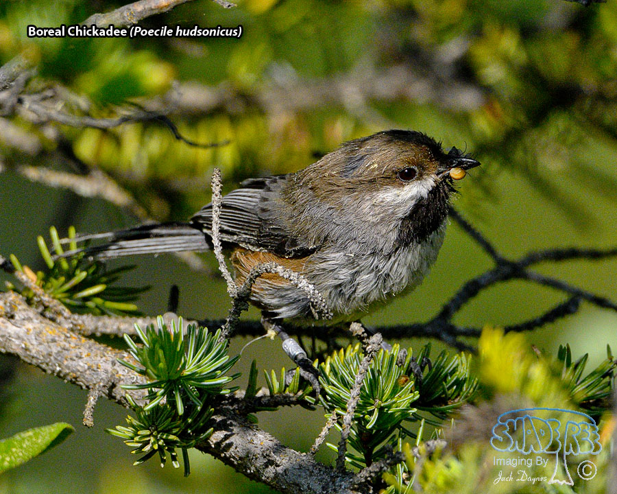 Boreal Chickadee - Poecile hudsonicus
