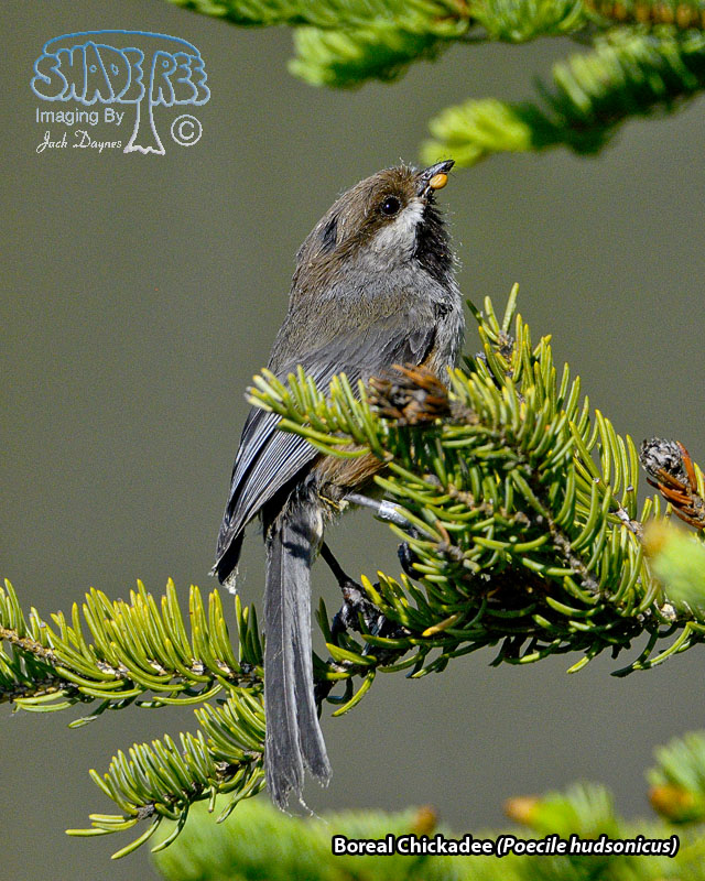 Boreal Chickadee - Poecile hudsonicus