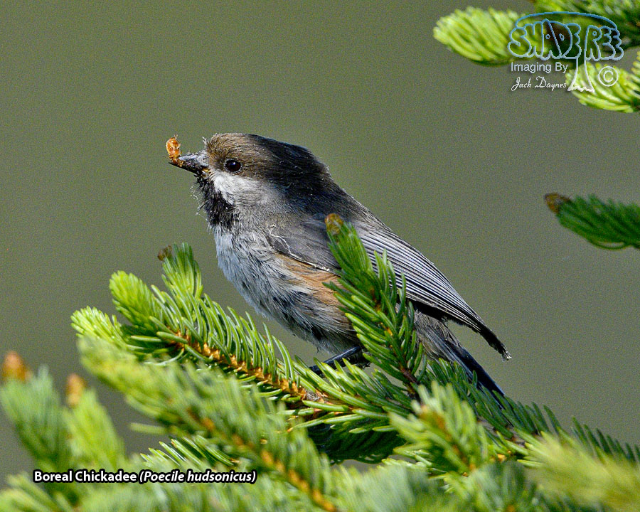 Boreal Chickadee - Poecile hudsonicus