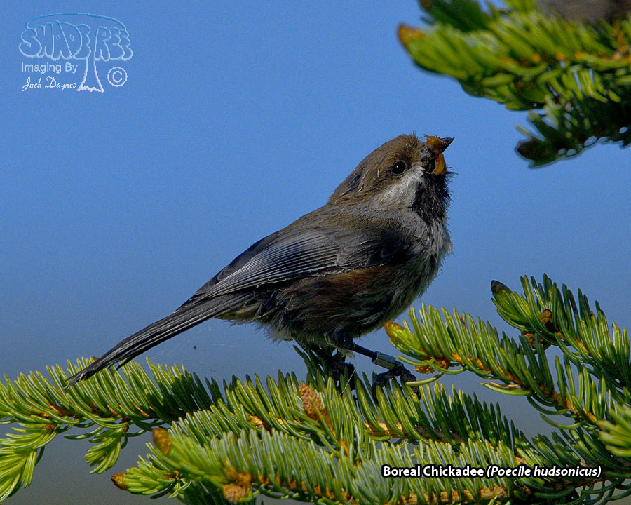Boreal Chickadee - Poecile hudsonicus