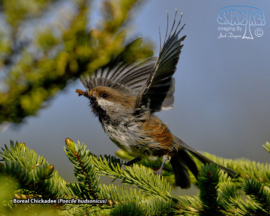 Boreal Chickadee - Poecile hudsonicus