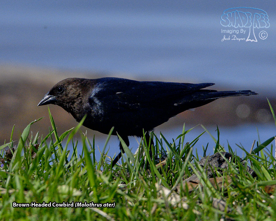 Brown-Headed Cowbird - Molothrus ater
