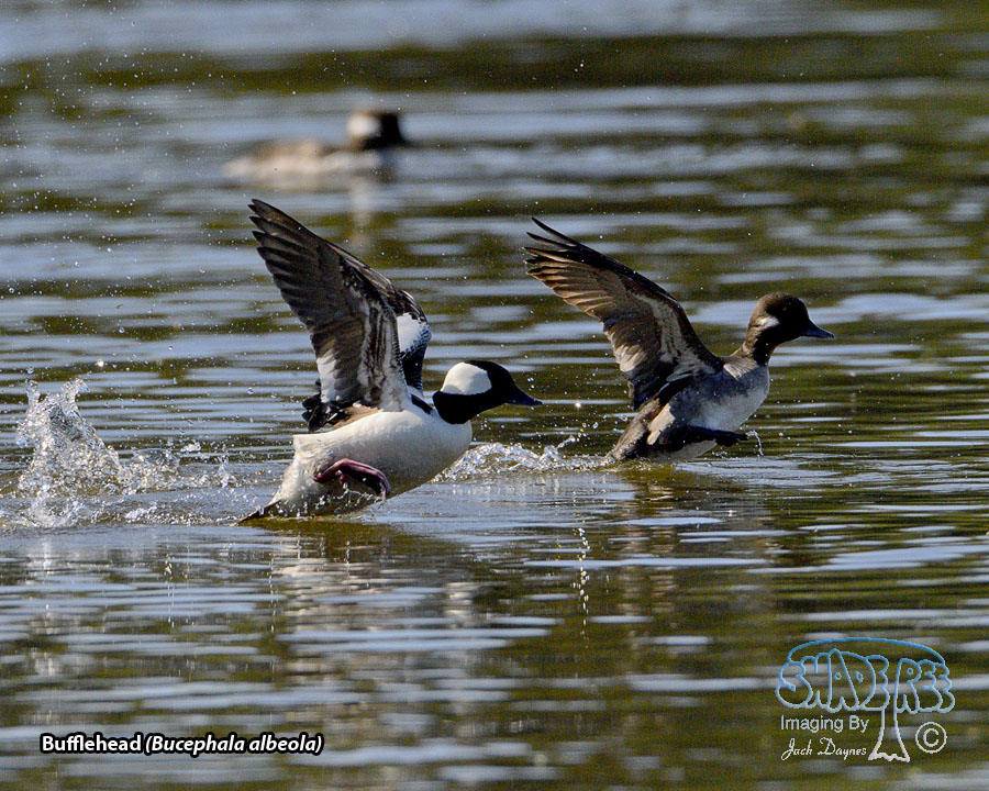Bufflehead - Bucephala albeola