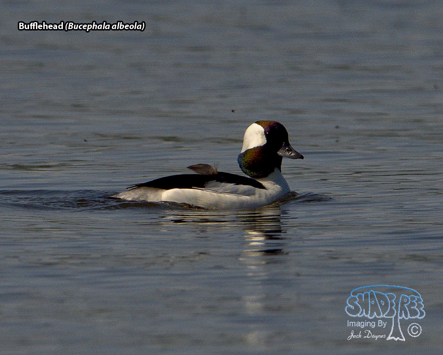 Bufflehead - Bucephala albeola