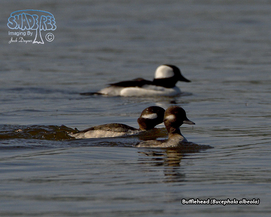 Bufflehead - Bucephala albeola