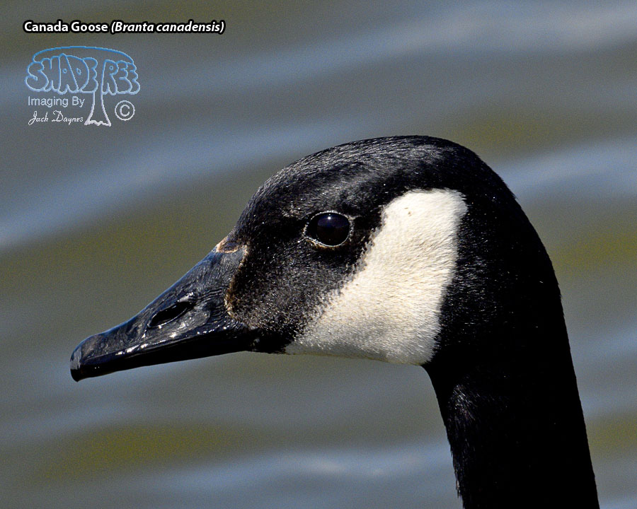 Canada Goose - Branta canadensis