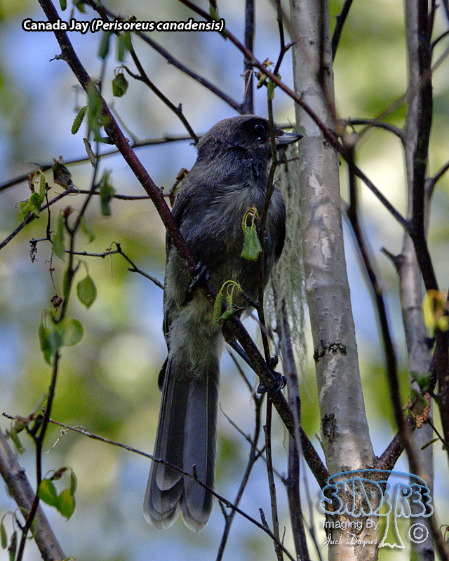 Canada Jay - Perisoreus canadensis