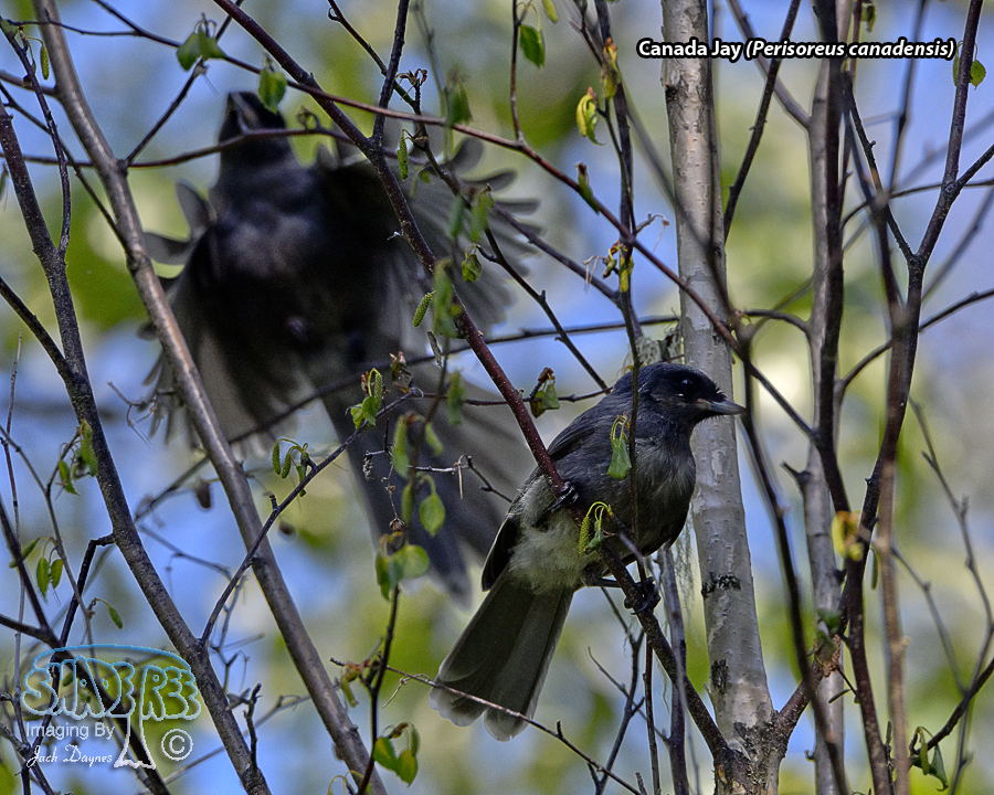 Canada Jay - Perisoreus canadensis