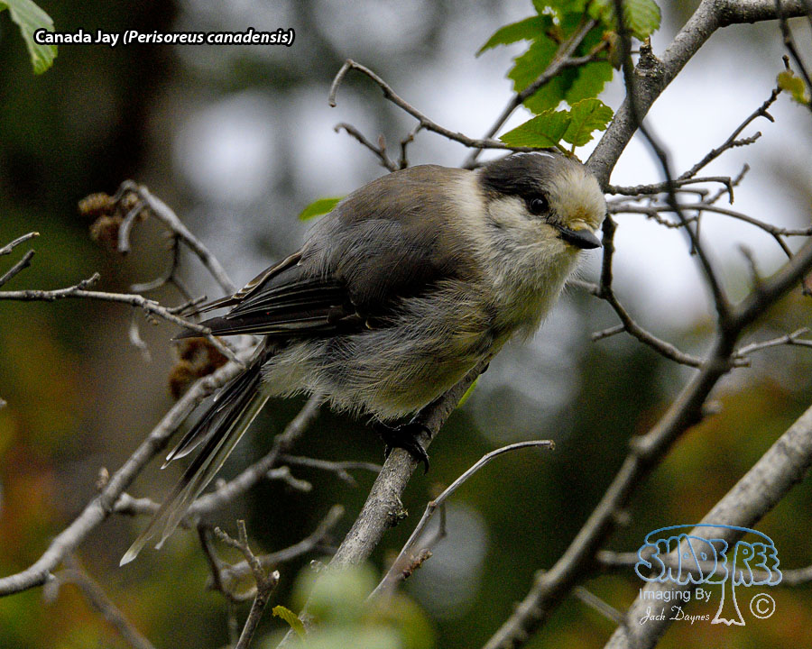 Canada Jay - Perisoreus canadensis