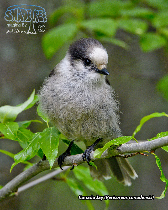 Canada Jay - Perisoreus canadensis