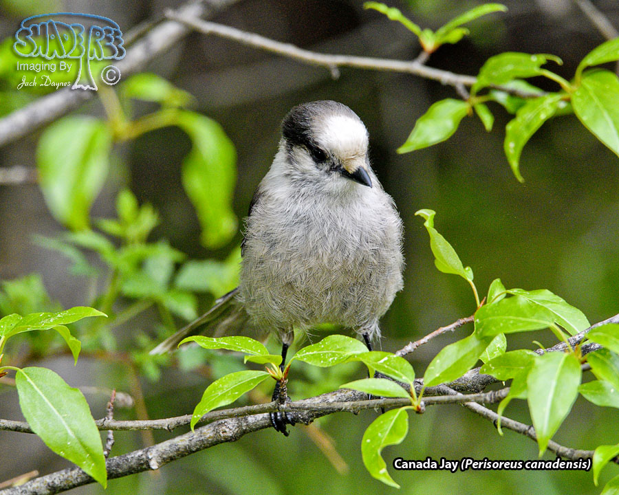 Canada Jay - Perisoreus canadensis