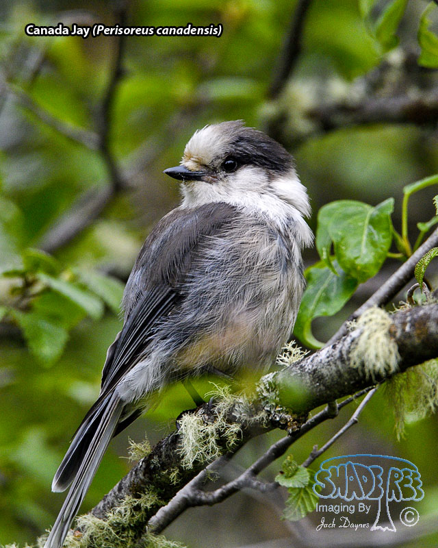 Canada Jay - Perisoreus canadensis