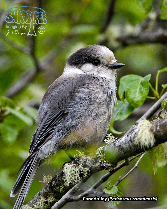 Canada Jay - Perisoreus canadensis