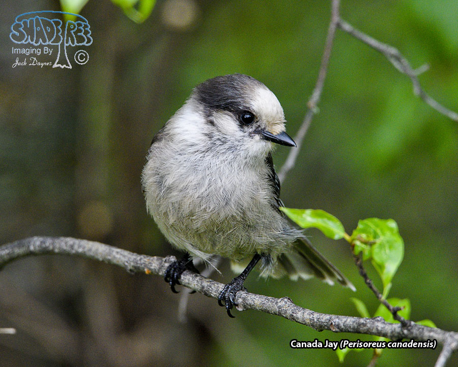 Canada Jay - Perisoreus canadensis