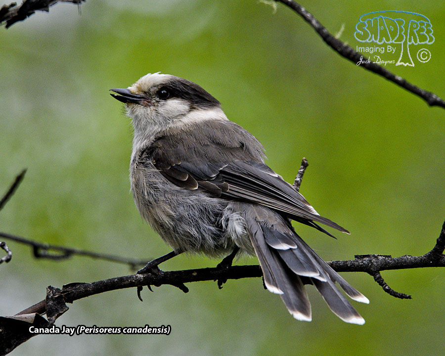 Canada Jay - Perisoreus canadensis