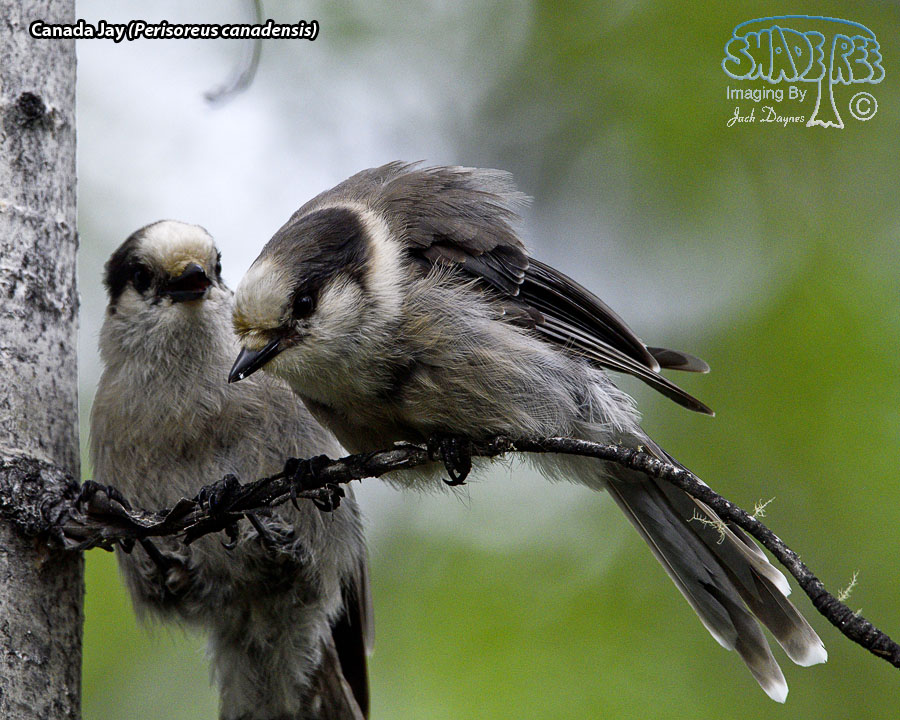 Canada Jay - Perisoreus canadensis