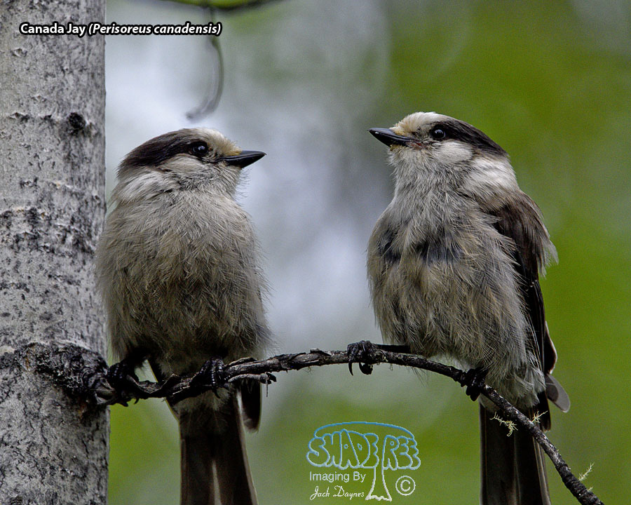 Canada Jay - Perisoreus canadensis