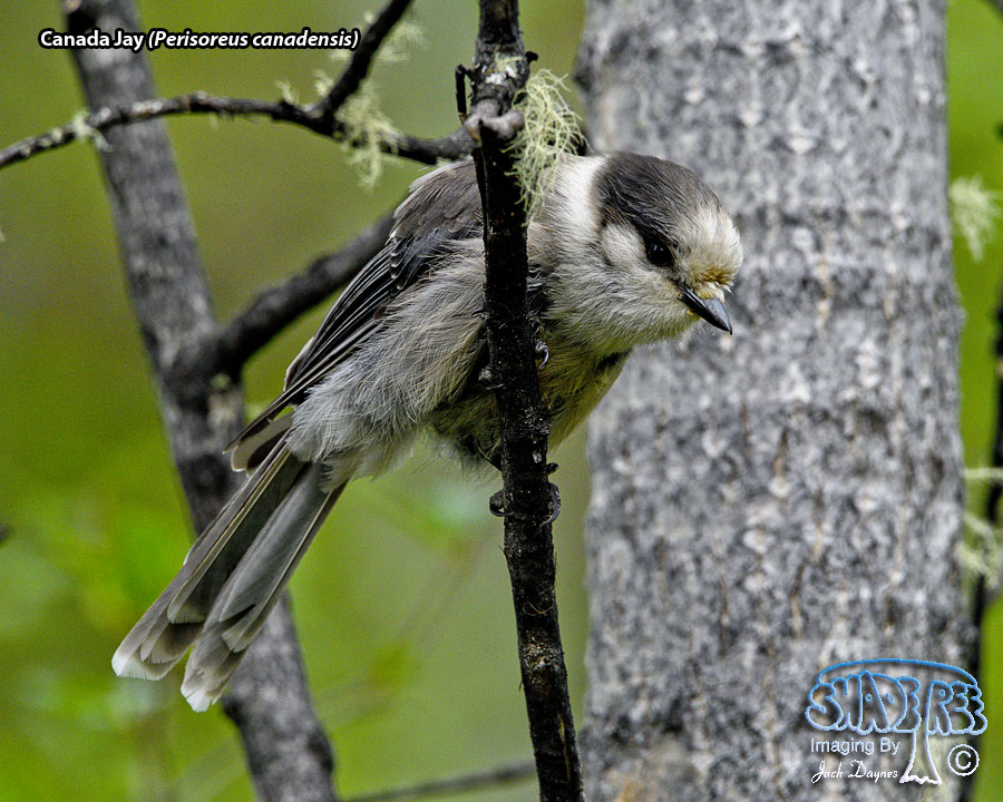 Canada Jay - Perisoreus canadensis