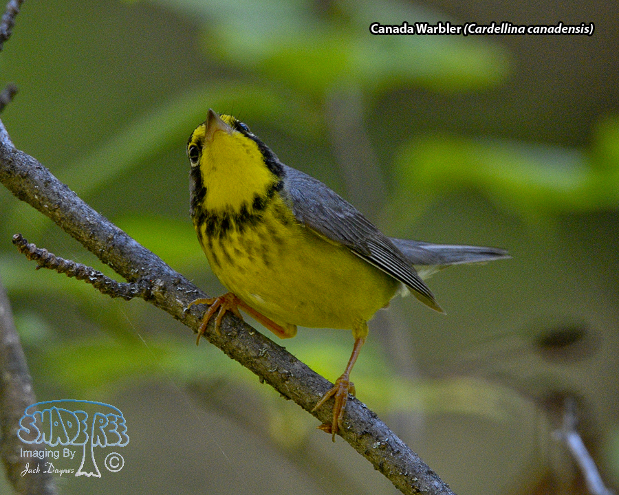 Canada Warbler - Cardellina canadensis