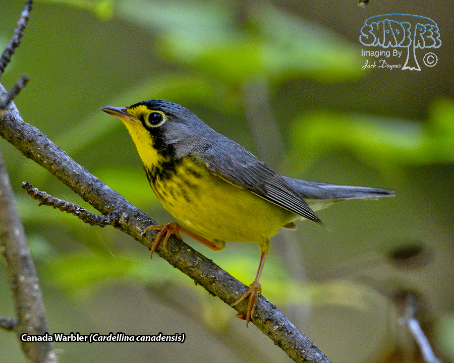 Canada Warbler - Cardellina canadensis