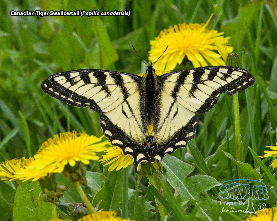 Canadian Tiger Swallowtail - Papilio canadensis
