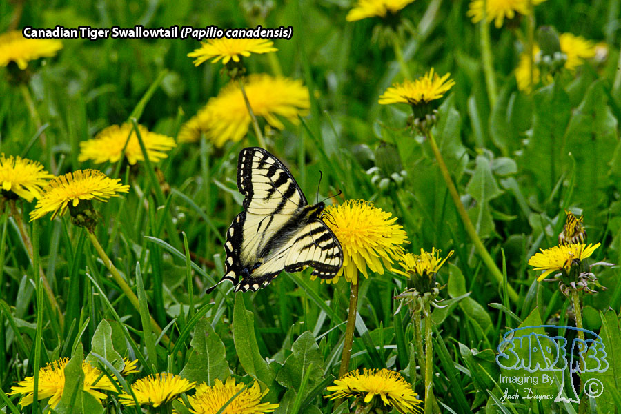 Canadian Tiger Swallowtail - Papilio canadensis