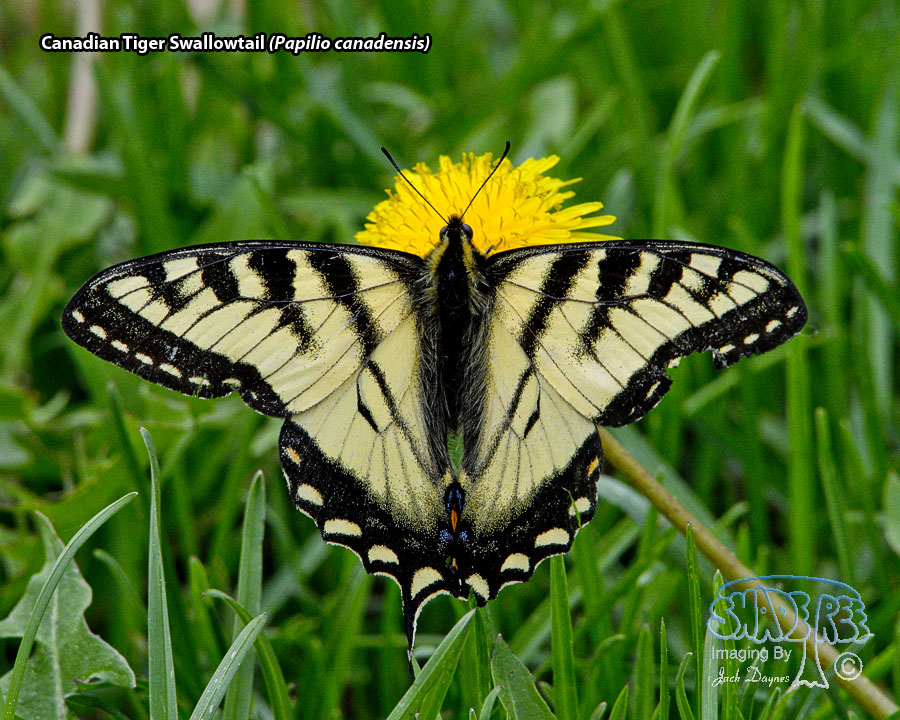 Canadian Tiger Swallowtail - Papilio canadensis