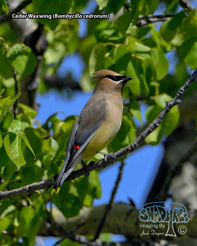 Cedar Waxwing - Bombycilla cedrorum