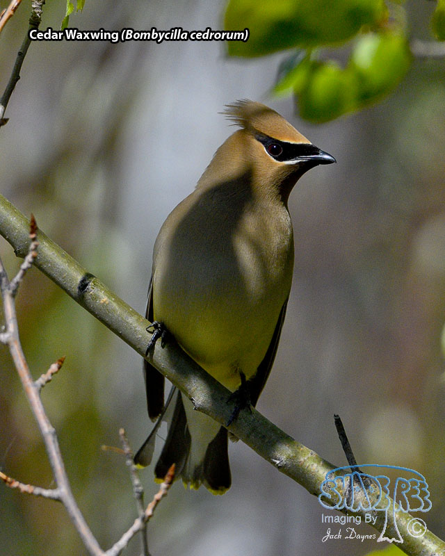 Cedar Waxwing - Bombycilla cedrorum