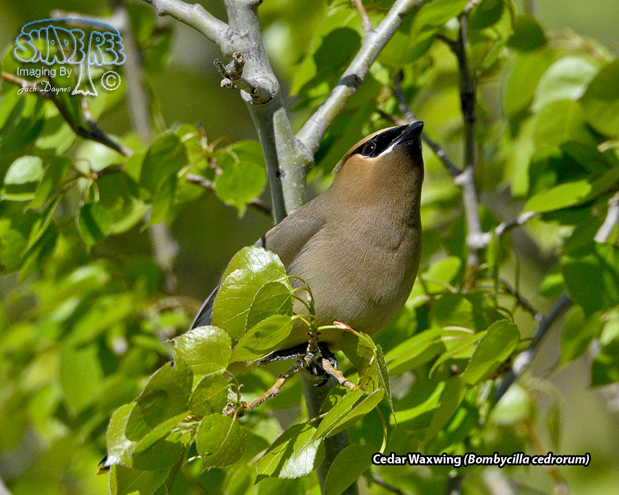 Cedar Waxwing - Bombycilla cedrorum