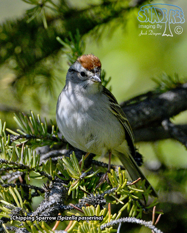 Chipping Sparrow - Spizella passerina