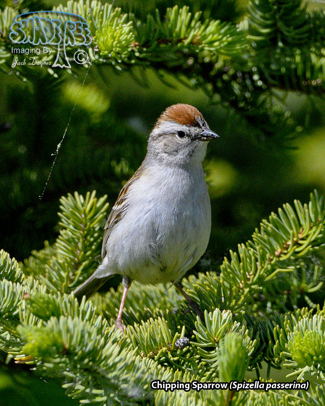 Chipping Sparrow - Spizella passerina