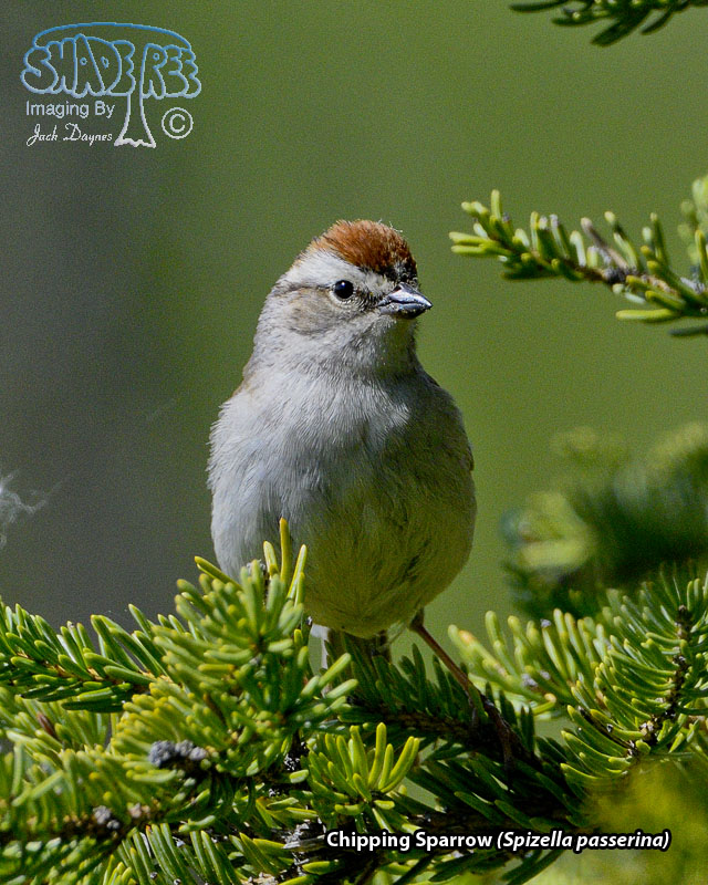 Chipping Sparrow - Spizella passerina