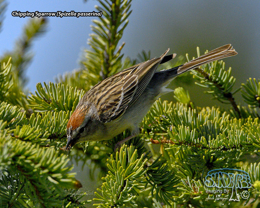 Chipping Sparrow - Spizella passerina