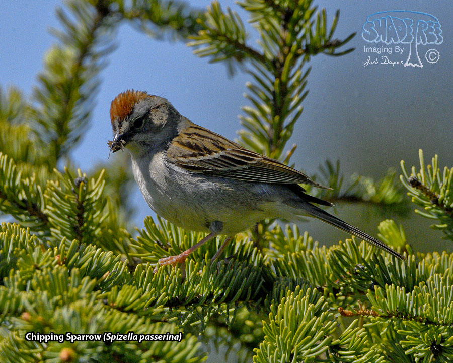 Chipping Sparrow - Spizella passerina