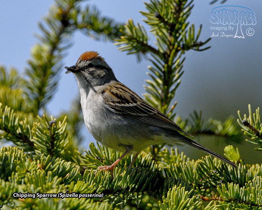 Chipping Sparrow - Spizella passerina