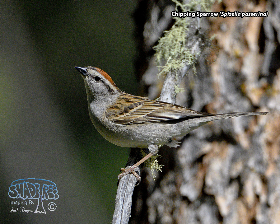 Chipping Sparrow - Spizella passerina