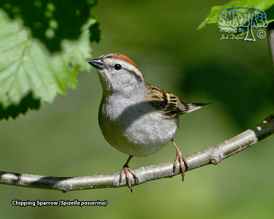 Chipping Sparrow - Spizella passerina