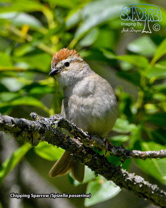 Chipping Sparrow - Spizella passerina